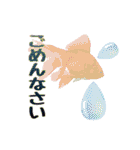 Kingyo01_(Goldfish)＿金魚01（個別スタンプ：21）