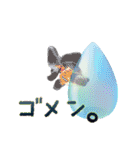 Kingyo01_(Goldfish)＿金魚01（個別スタンプ：22）