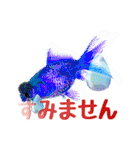 Kingyo01_(Goldfish)＿金魚01（個別スタンプ：24）