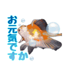 Kingyo01_(Goldfish)＿金魚01（個別スタンプ：29）