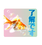 Kingyo01_(Goldfish)＿金魚01（個別スタンプ：31）