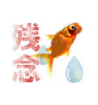 Kingyo01_(Goldfish)＿金魚01（個別スタンプ：38）