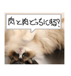 猫が代わりにお伝え その3（個別スタンプ：21）