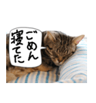 猫が代わりにお伝え その3（個別スタンプ：30）