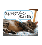 猫が代わりにお伝え その3（個別スタンプ：31）