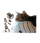 猫が代わりにお伝え その3（個別スタンプ：35）