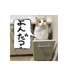 猫が代わりにお伝え（個別スタンプ：2）