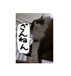 猫が代わりにお伝え（個別スタンプ：4）