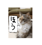 猫が代わりにお伝え（個別スタンプ：6）