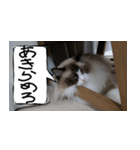 猫が代わりにお伝え（個別スタンプ：8）