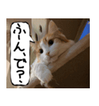 猫が代わりにお伝え（個別スタンプ：16）