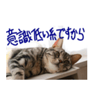 猫が代わりにお伝え その2（個別スタンプ：5）