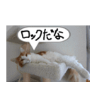 猫が代わりにお伝え その2（個別スタンプ：17）