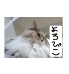 猫が代わりにお伝え その2（個別スタンプ：26）