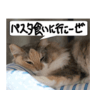 猫が代わりにお伝え その2（個別スタンプ：29）