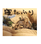 猫が代わりにお伝え その2（個別スタンプ：36）