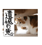 猫が代わりにお伝え その2（個別スタンプ：38）