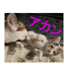 ミサコみぃこ（個別スタンプ：1）
