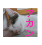 ミサコみぃこ（個別スタンプ：2）