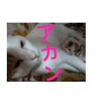 ミサコみぃこ（個別スタンプ：5）