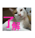 ミサコみぃこ（個別スタンプ：7）
