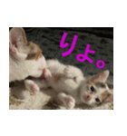 ミサコみぃこ（個別スタンプ：8）
