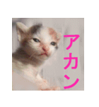 ミサコみぃこ（個別スタンプ：11）