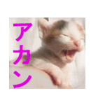 ミサコみぃこ（個別スタンプ：12）