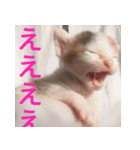 ミサコみぃこ（個別スタンプ：13）