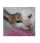 ミサコみぃこ（個別スタンプ：14）