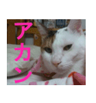 ミサコみぃこ（個別スタンプ：16）