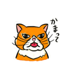 個性豊かなぶさ猫さん達（個別スタンプ：37）