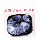 ねこ写真スタンプ（個別スタンプ：2）