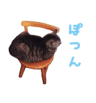 ねこ写真スタンプ（個別スタンプ：5）