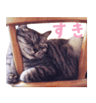 ねこ写真スタンプ（個別スタンプ：18）