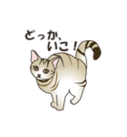 茶猫みら（個別スタンプ：7）