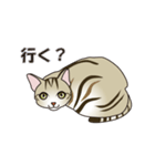 茶猫みら（個別スタンプ：8）