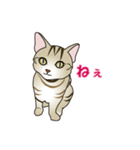 茶猫みら（個別スタンプ：13）