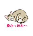 茶猫みら（個別スタンプ：17）