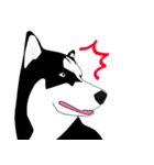 Funny Huskies（個別スタンプ：12）