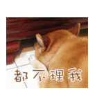 Shiba Inu Diary（個別スタンプ：11）