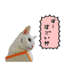 ふぉとねこすたんぷ（個別スタンプ：36）