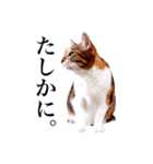 猫の写真で作ったスタンプ（個別スタンプ：8）