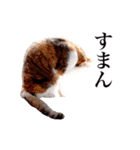 猫の写真で作ったスタンプ（個別スタンプ：9）