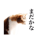 猫の写真で作ったスタンプ（個別スタンプ：21）