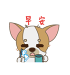 Chihuahua CMMIE - Fancy Style（個別スタンプ：17）