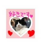 白黒ハチワレ猫 ぽんちゃん（個別スタンプ：2）