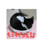 白黒ハチワレ猫 ぽんちゃん（個別スタンプ：4）