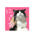 白黒ハチワレ猫 ぽんちゃん（個別スタンプ：5）