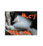 白黒ハチワレ猫 ぽんちゃん（個別スタンプ：7）